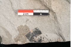 Foto (Detailansicht) von Cassia phaseolites Unger (NHMW-GEO-2024-0188-8045)